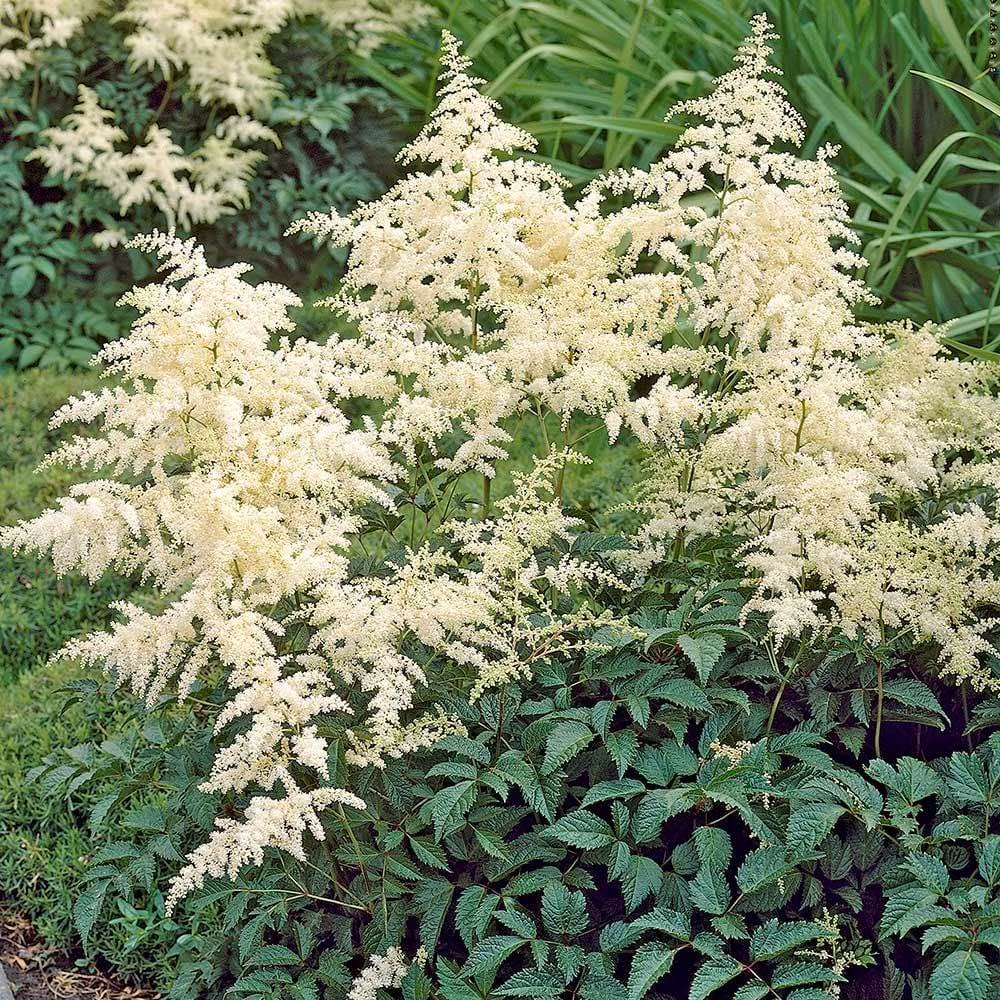Bridal Veil False Spirea-Astilbe x arendsii-Beautiful perennial for shade gardens  2 Gallon (Pack of 2)