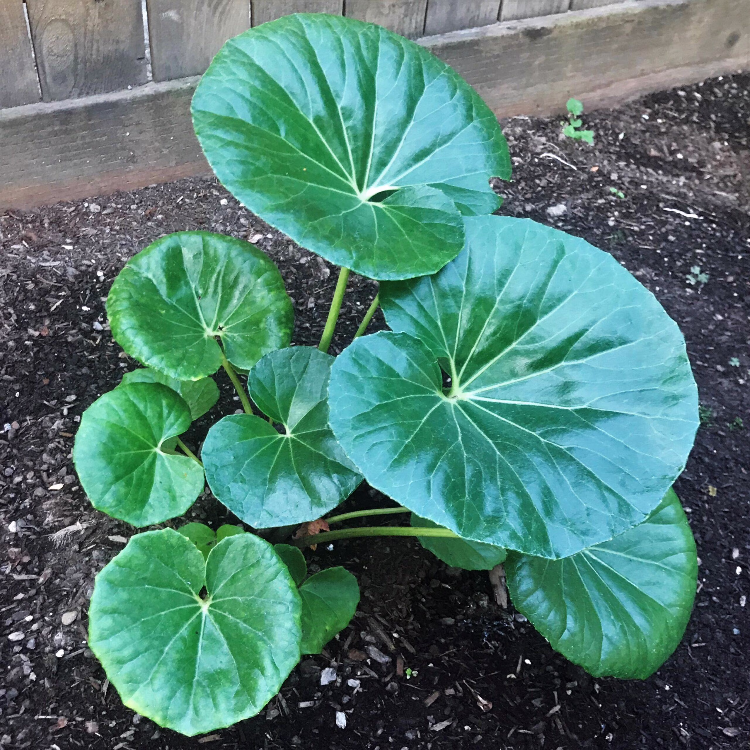 Gigantea Leopard Plant-Perennial-Attracts Pollinators 10" Pot