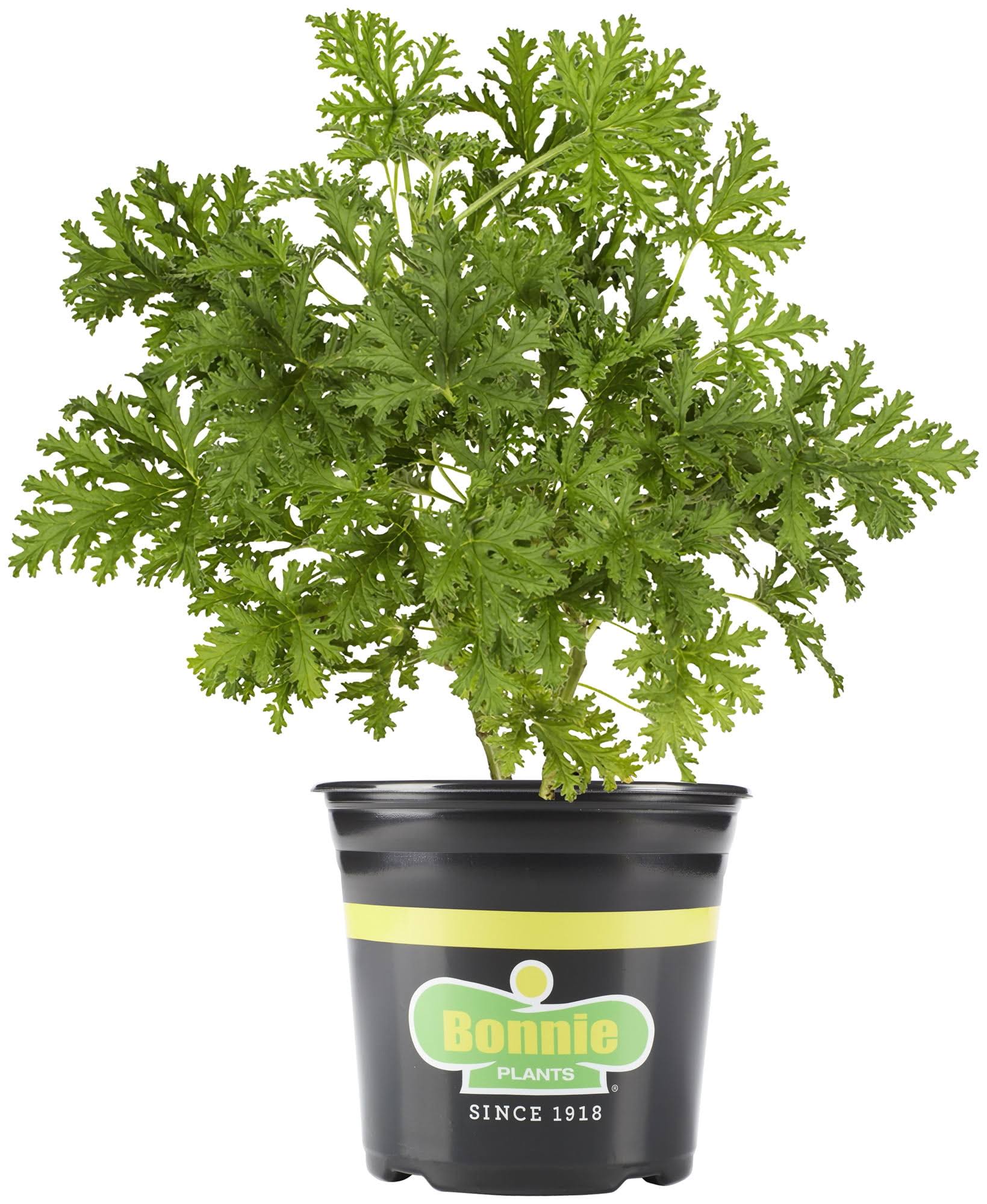 Bonnie Plants 2.32 Qt. Citronella