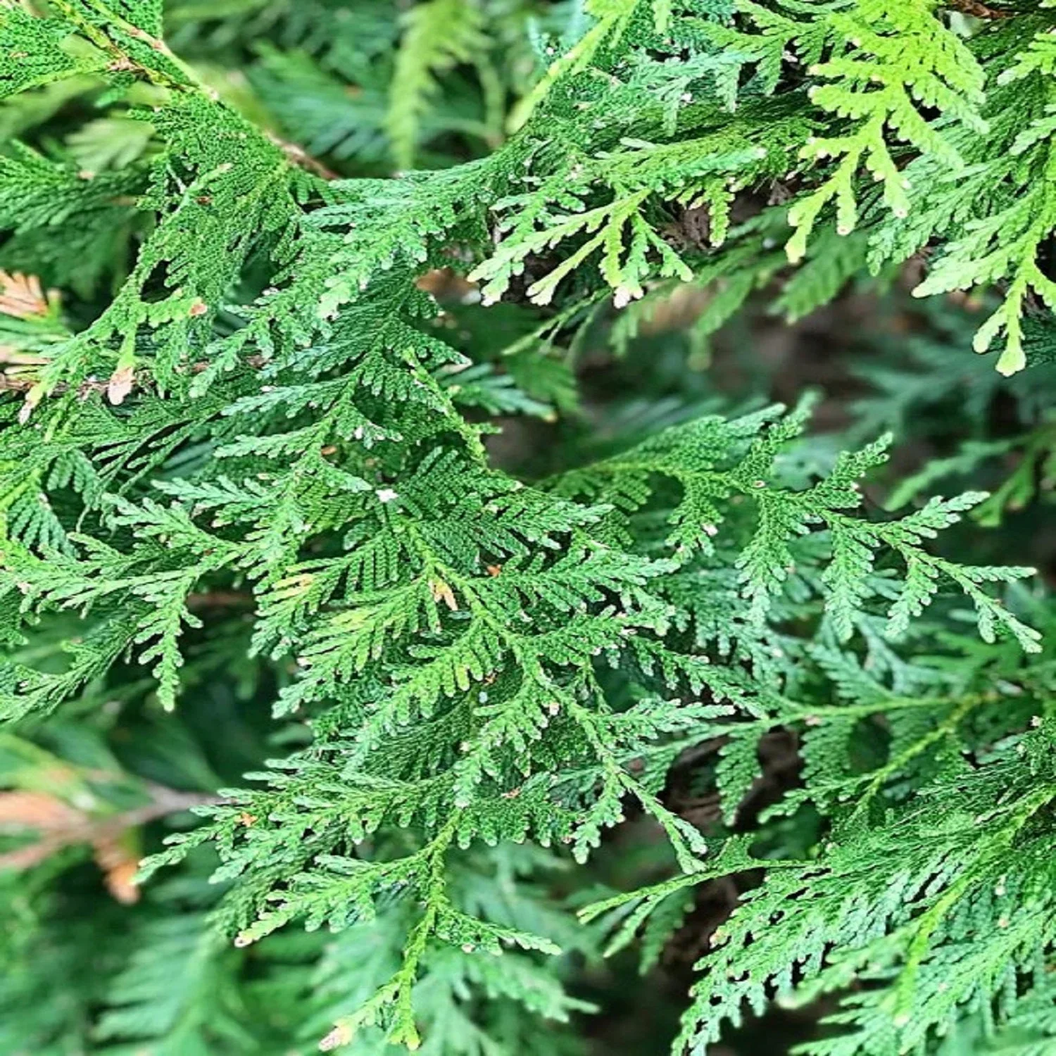 Expert Gardener 3-4 ft. tall Leyland Cypress Live Tree in 7-Gallon Grower Pot