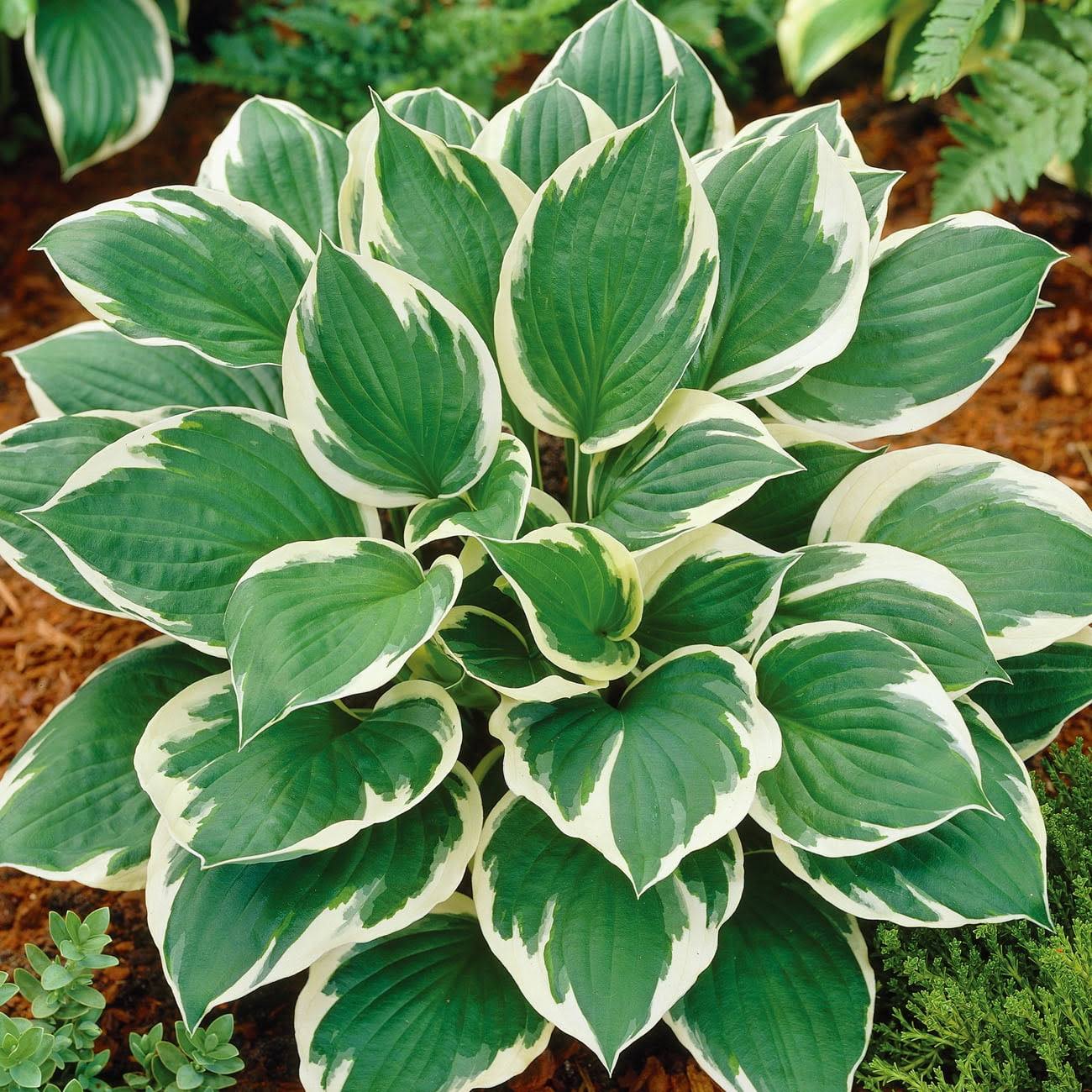 Van Zyverden Hosta Minuteman Dormant Plant Root Full Shade Multi-Color, 738170