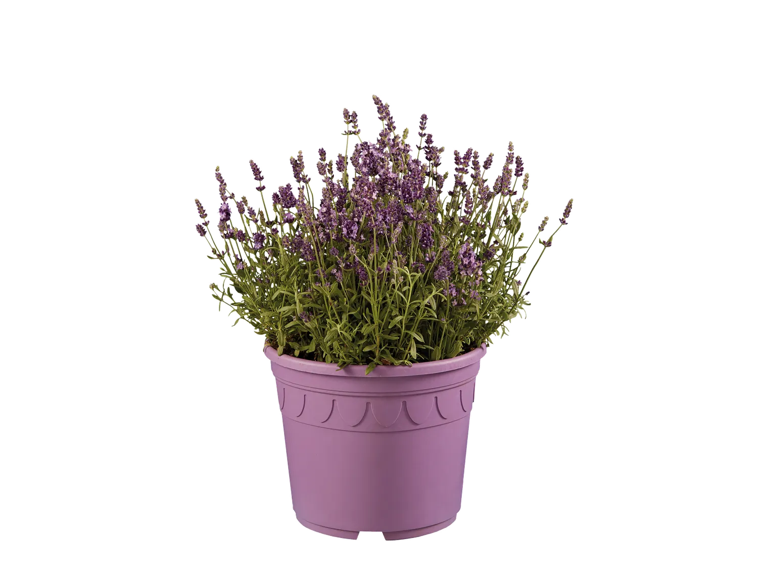 Rosier de jardin ou Lavande