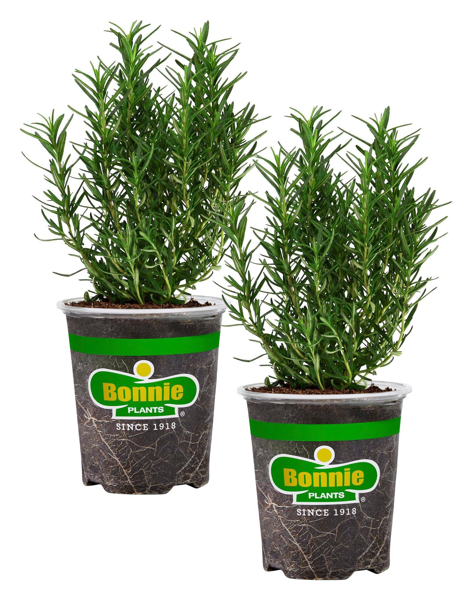 Bonnie Plants Rosemary in 2-Pack Pot | 207195