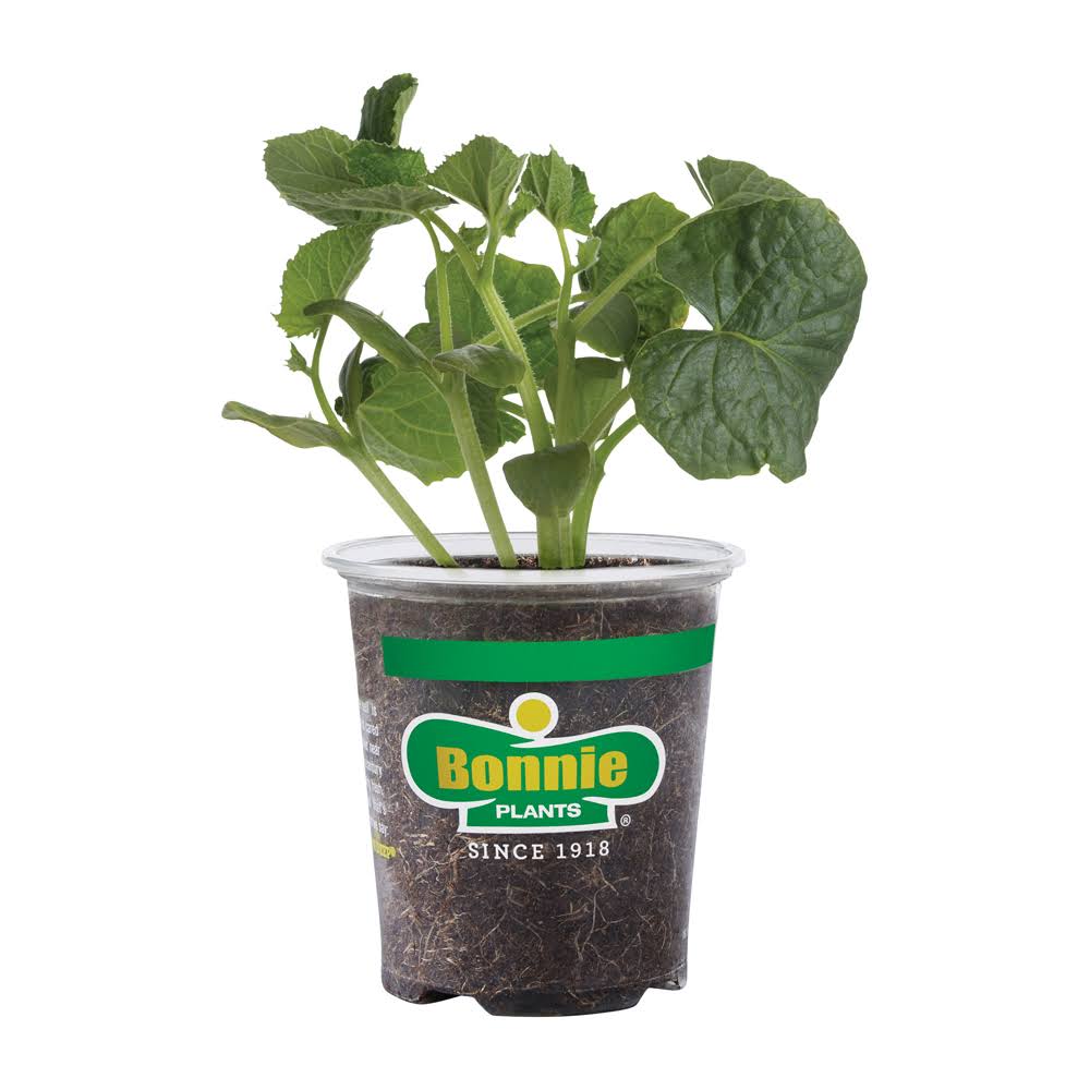 Bonnie Plants 19.3 oz. Burpless Bush Cucumber Plant