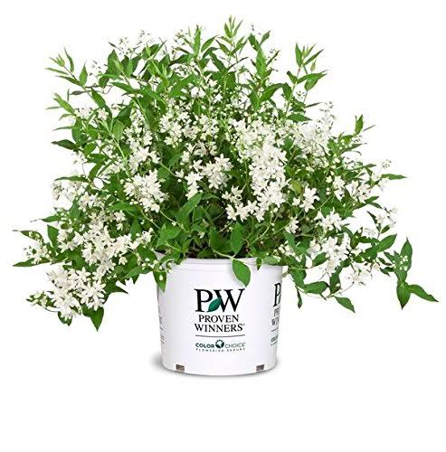 Yuki Snowflake Deutzia, White Flowering Plant in 3 Gallon Pot