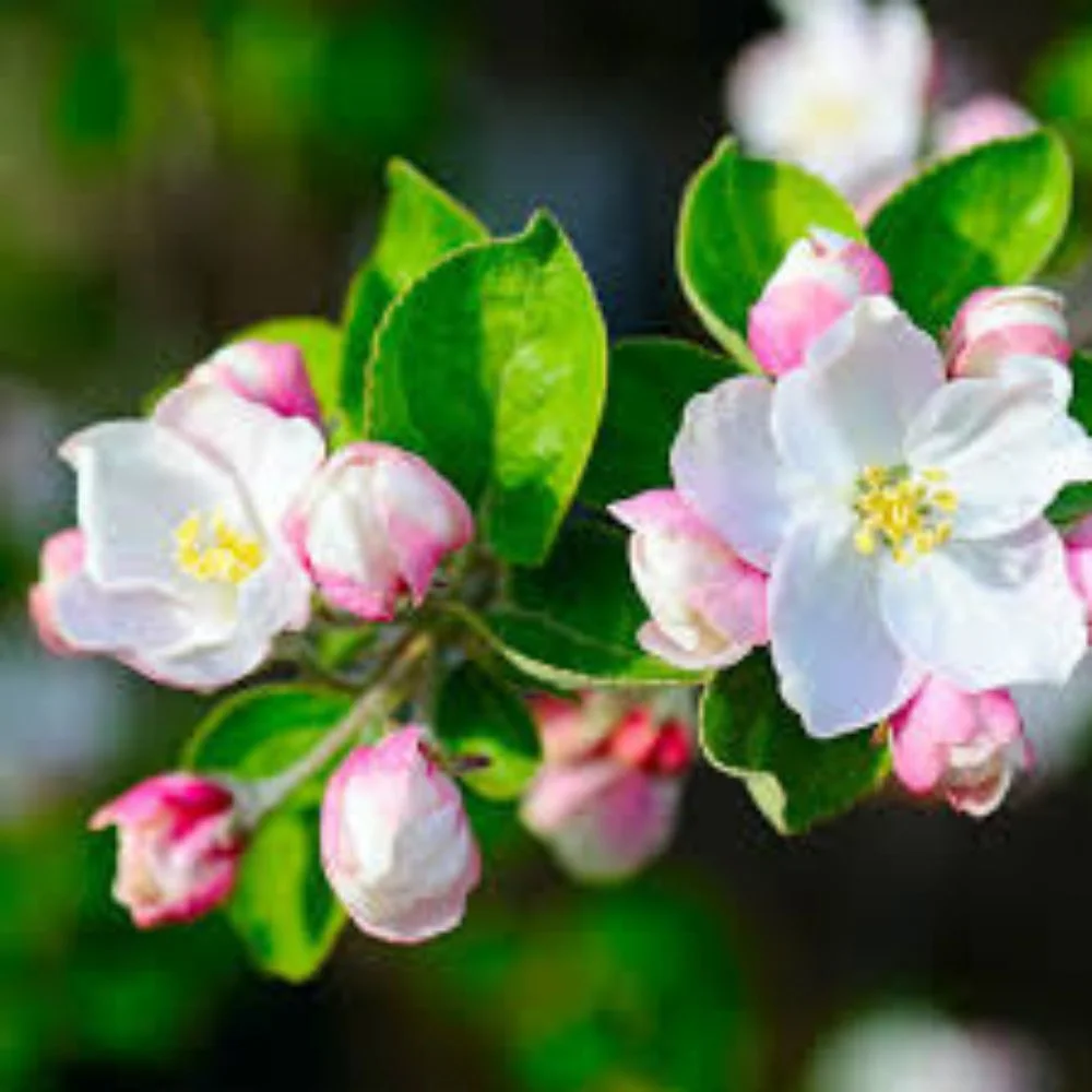3-4 ft. tall Golden Dorsett Apple Live Tree in 7-Gallon Grower Pot - Image 5