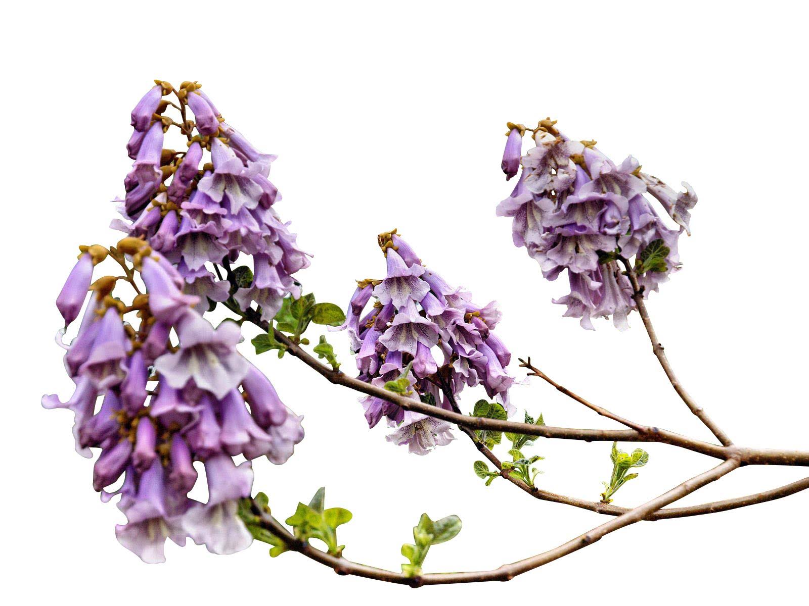 Big Pack - Paulownia Elongata Tree Seeds (5,000+), Aka Empress Tree - Very Large Leaves, Shade Tolerant - Non-GMO Seeds by MySeeds.Co