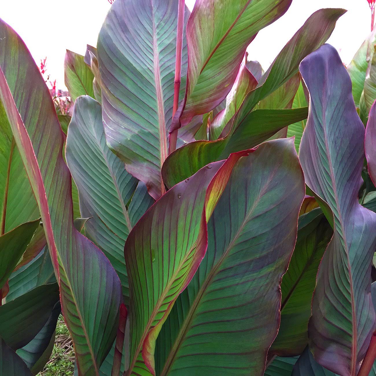 Van Zyverden Giant Cannas World's Tallest Cannas Musifolia, Set of 5 Bulbs