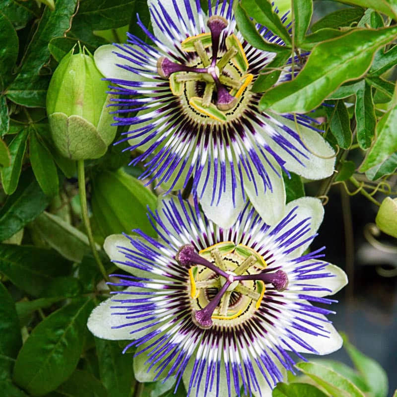 Blue Passion Flower