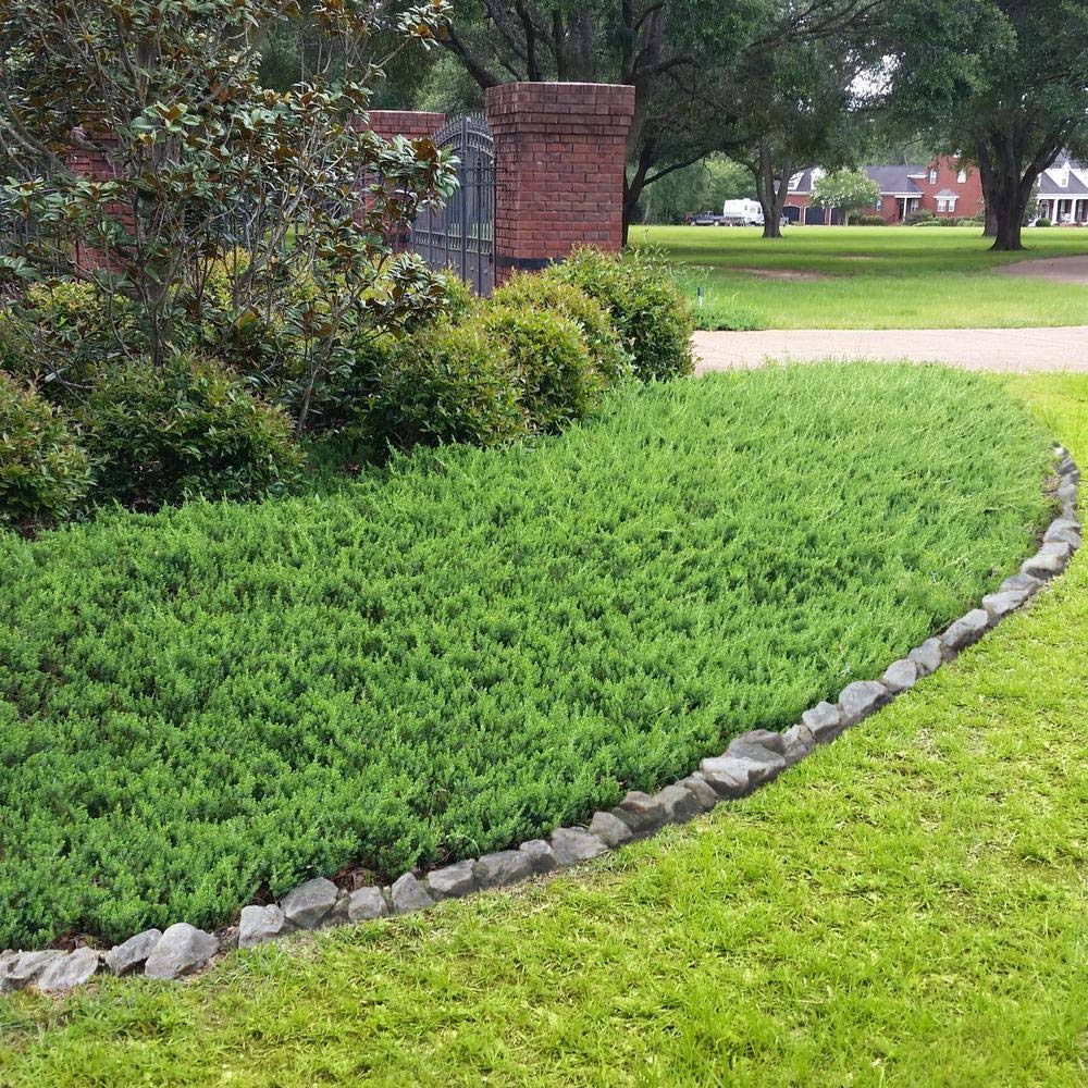 Juniper Blue Pacific - 10 Live Plants - 2 inch Pot Size - Evergreen Ground Cover