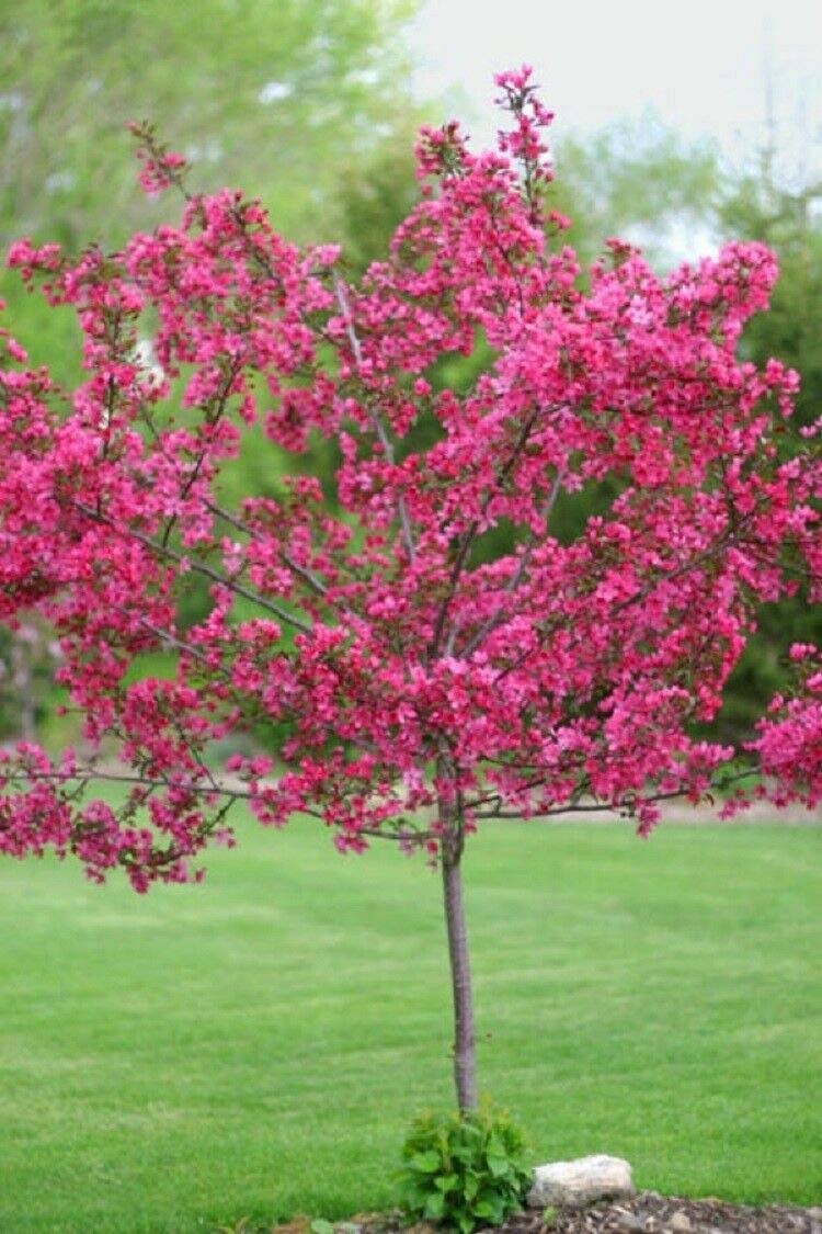 Thronesfarm 5 Dwarf Pink Dogwood Tree Cornus Florida Fubra Flowering Hardy Fall