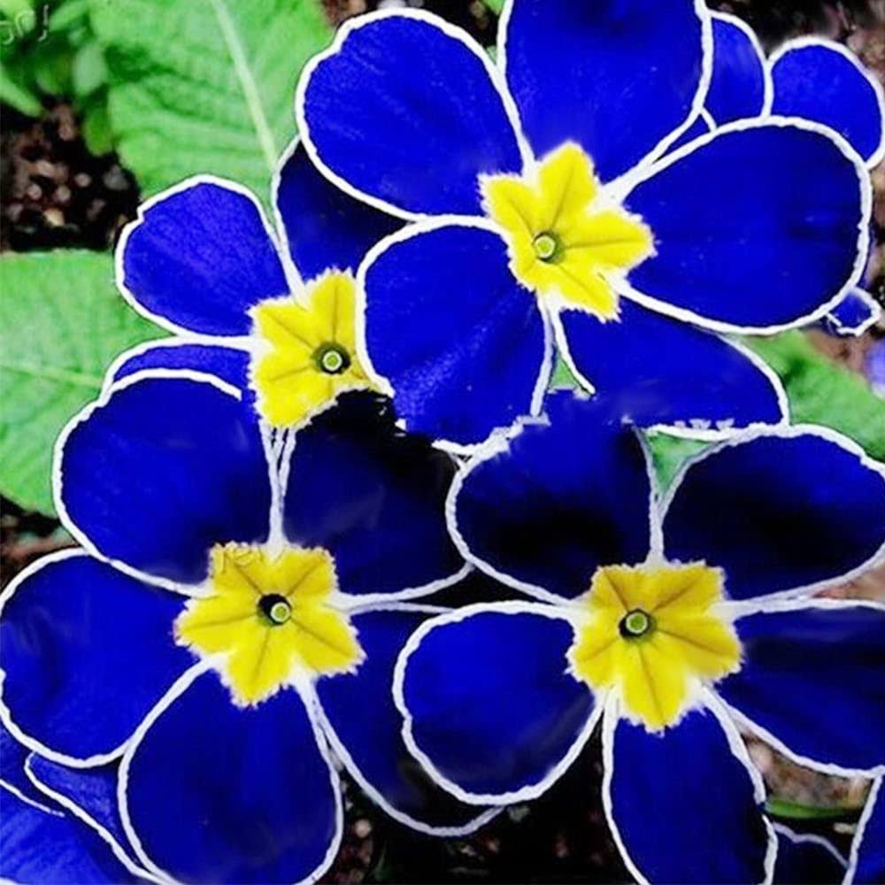 QAUZUY Garden 100 Rare Blue Common Evening Primrose Seeds Exotic Ornamental Plant Bonsai Garden Decor Easy to Grow Low-Maintenance Attract