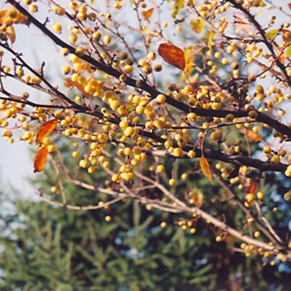 Expert Gardener 3-4 ft. tall Harvest Gold Crabapple Live Tree in 7-Gallon Grower Pot