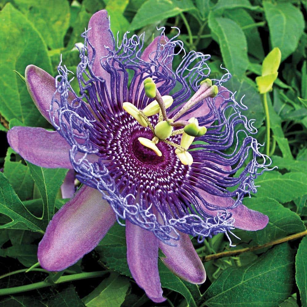Spring Hill Nurseries 1 Pack Purple Passion Flower Vine (N/A) | 05067