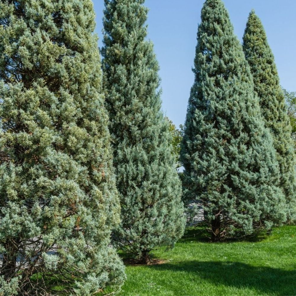 Expert Gardener 3-4 ft. tall Carolina Sapphire Cypress Live Tree in 7-Gallon Grower Pot