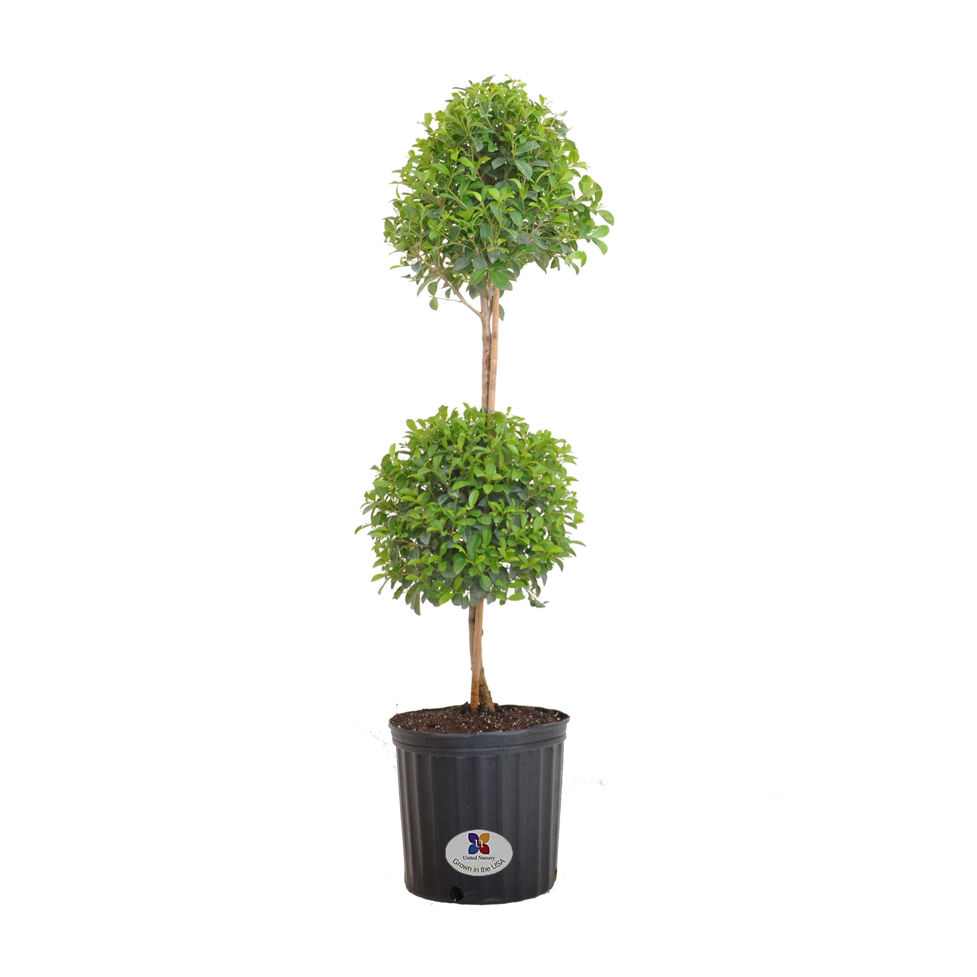 United Nursery Eugenia Topiary Live Outdoor Euginia Myrtifolia Plant Shipped in 9.25 inch Grower Pot 39-41 Inches