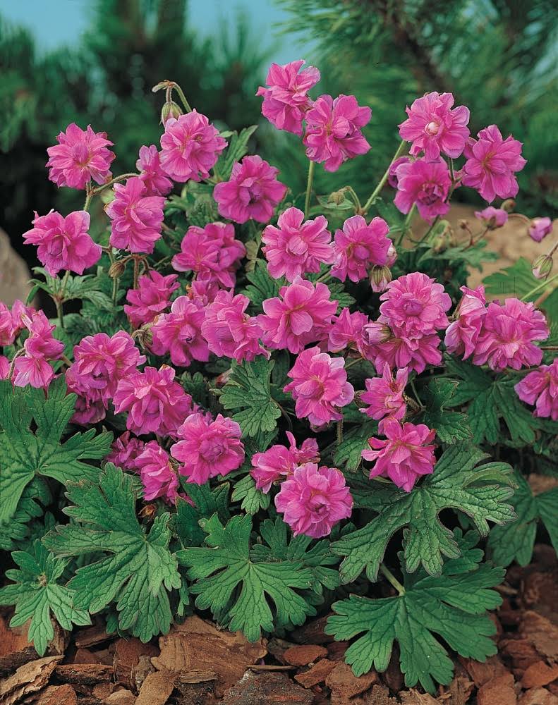 Gardens Alive! 3-Pack in Bareroot Birch's Double Ever Blooming Geranium | 76265