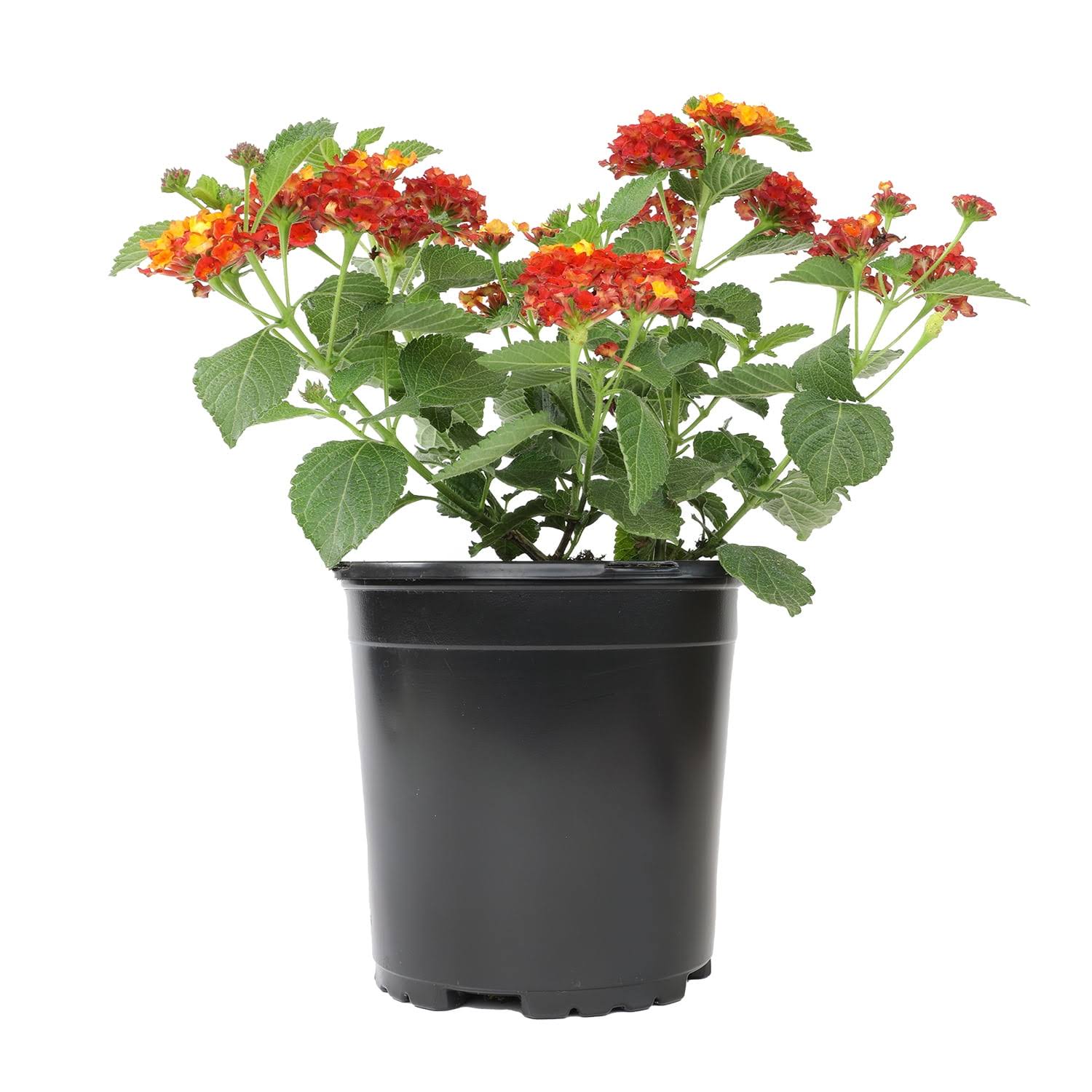 Expert Gardener 2.5qt Red Lantana Live Color Plant