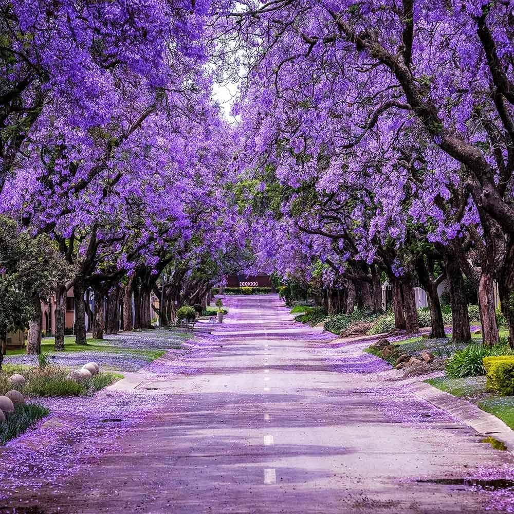 Jacaranda Tree, 2-3 ft. No Shipping To AZ(2-3ft) - Image 2
