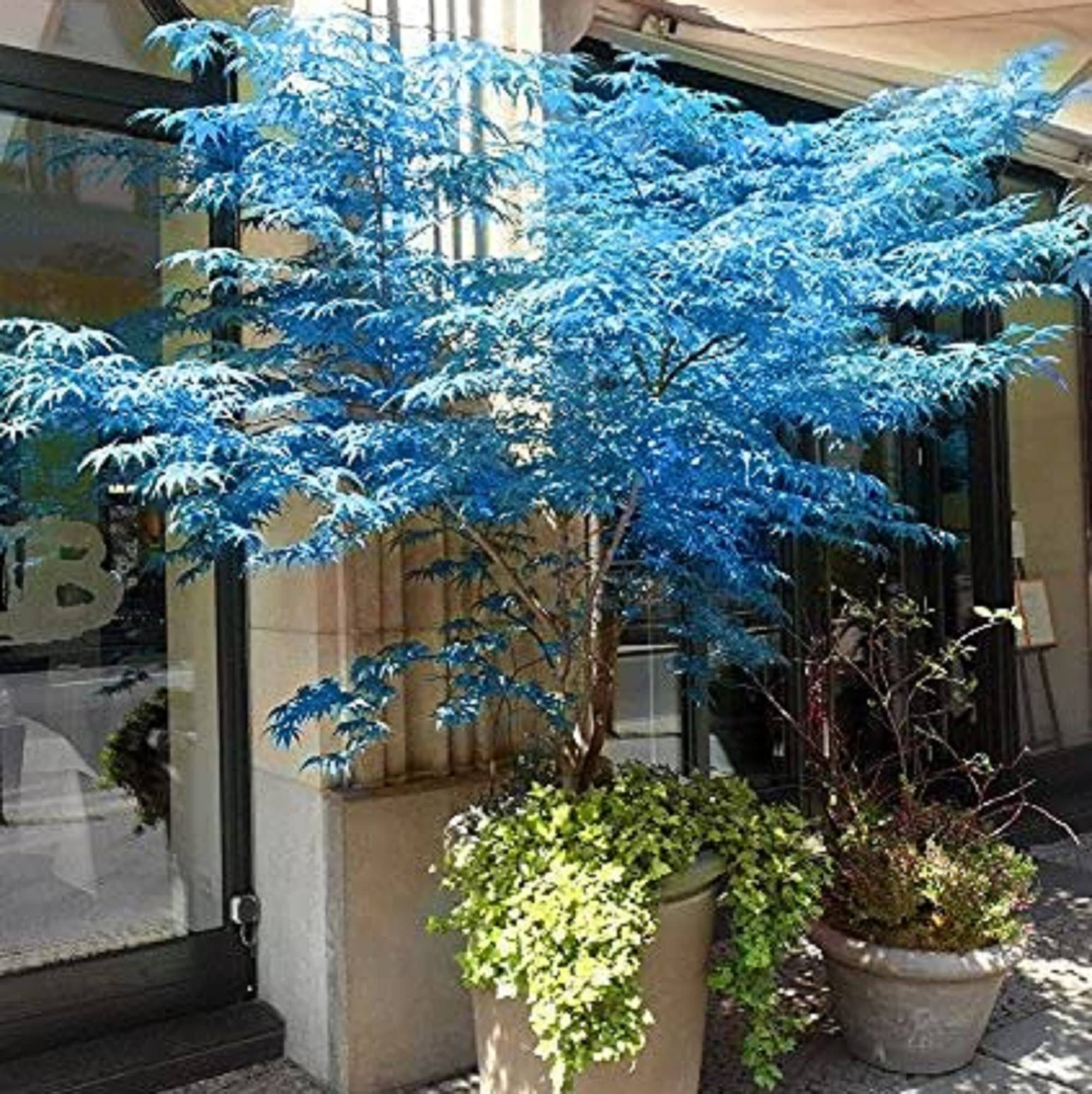 CHUXAY Garden Ghost Blue Maple,Acer Palmatum,Japanese Maple 10 Seeds Deciduous Shrub Hardy Tree Rare Blue Maple Striking Landscaping Plant Great for