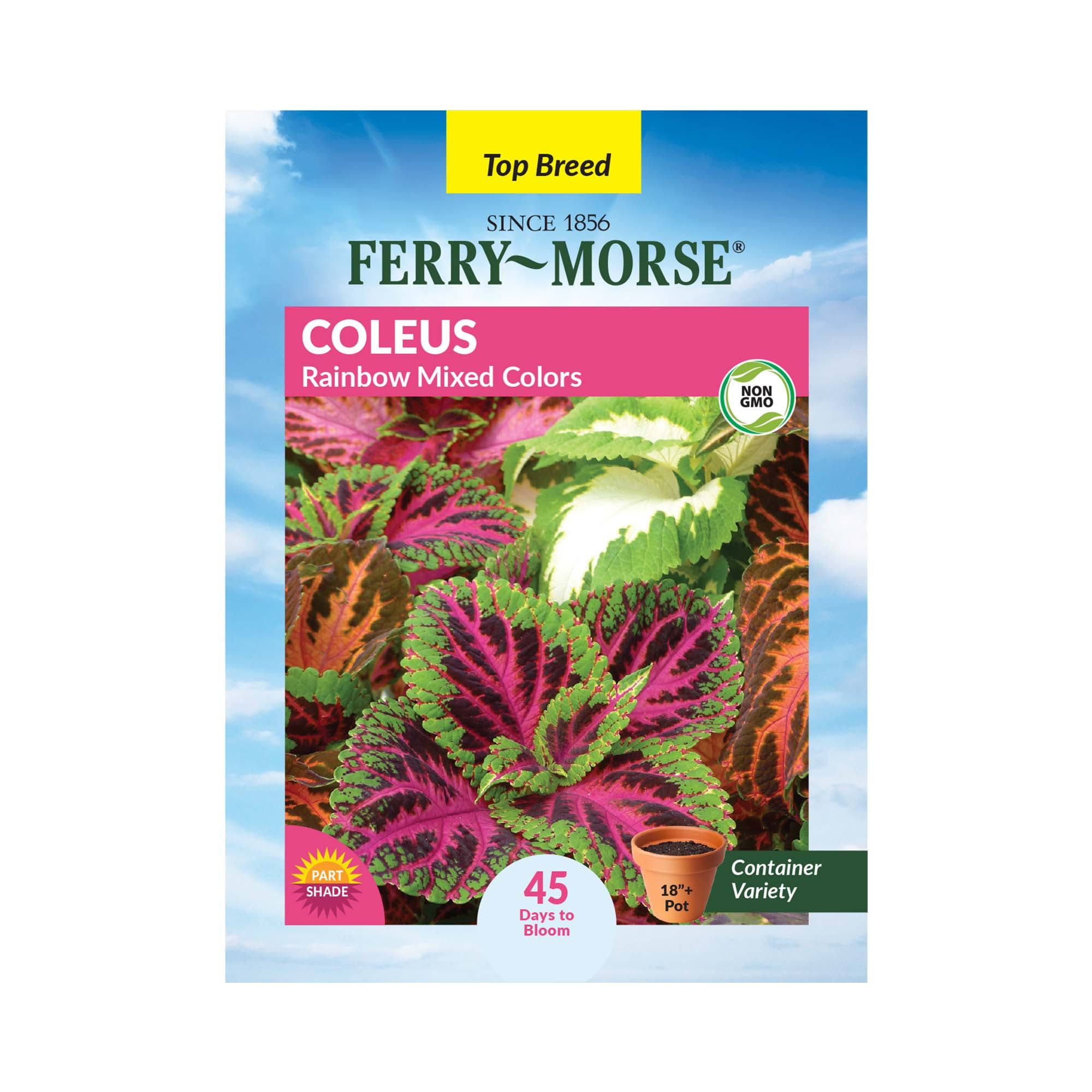 Ferry-Morse 120mg Coleus Rainbow Mixed Colors Annual Flower Seeds Full Sun