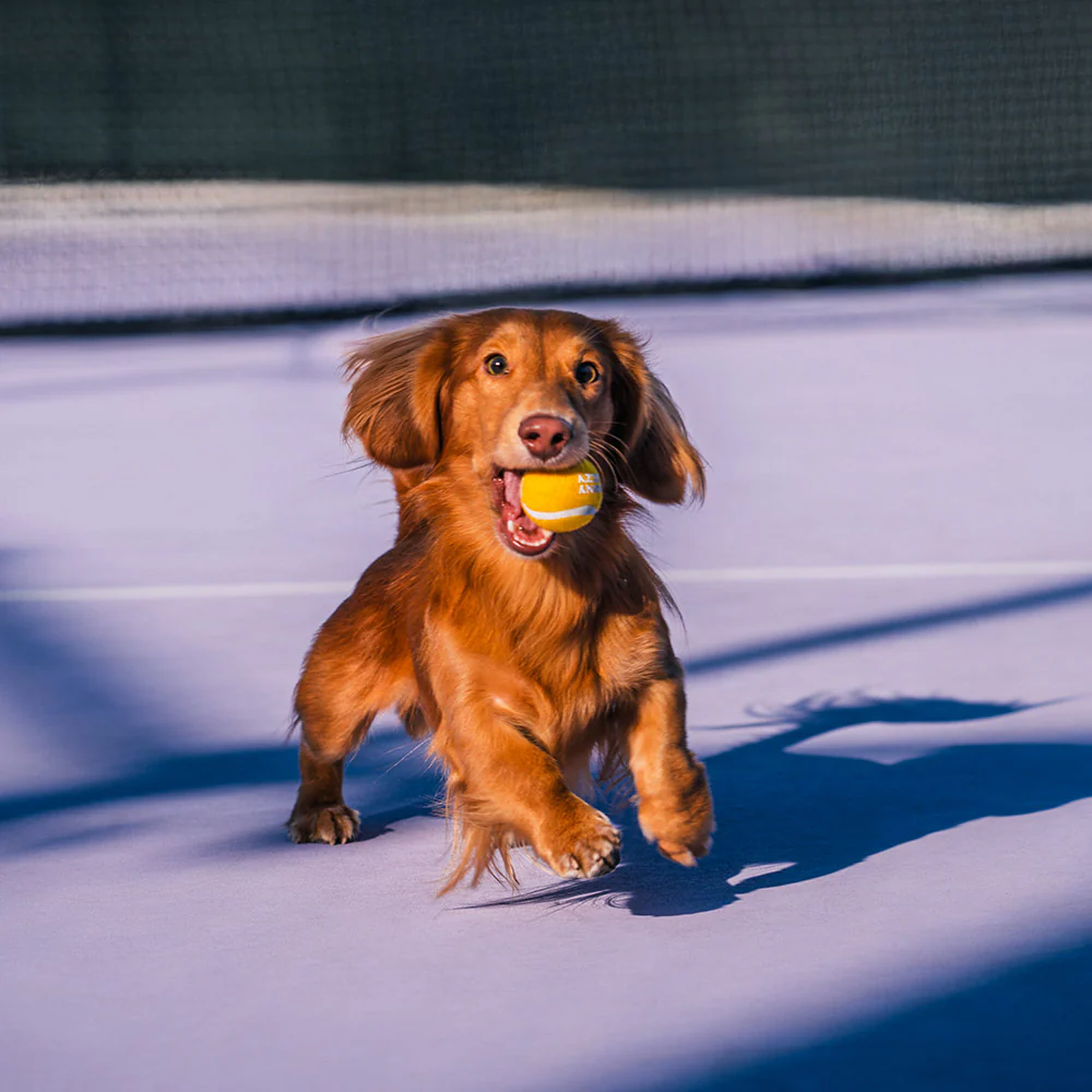 Tennis Ball Dog Toy - Squeaky & Bounce