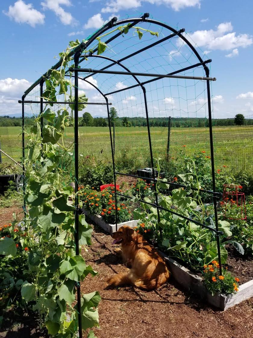 Extra Tall Titan Squash Tunnel Lightweight Metal Garden Trellis for Vegetables and Flowers - Gardener's Supply Company