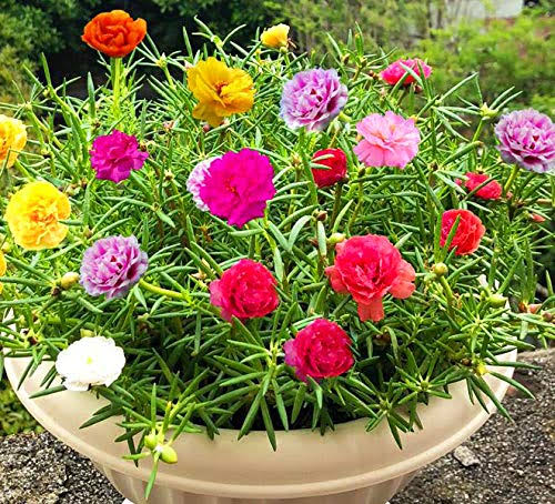 Greencreator Mixed Moss Rose Plant Seed Mix - 1000 Seeds u2018Portulaca Grandiflorau2019 Flowers for Bonsai Garden Balcony Planting