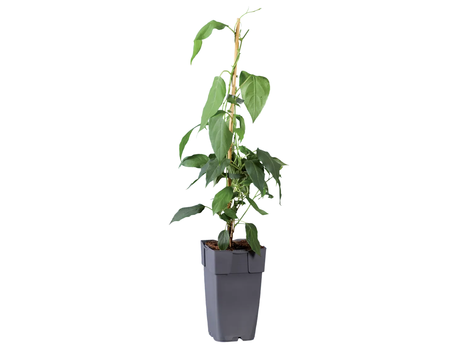 Plants de kiwi