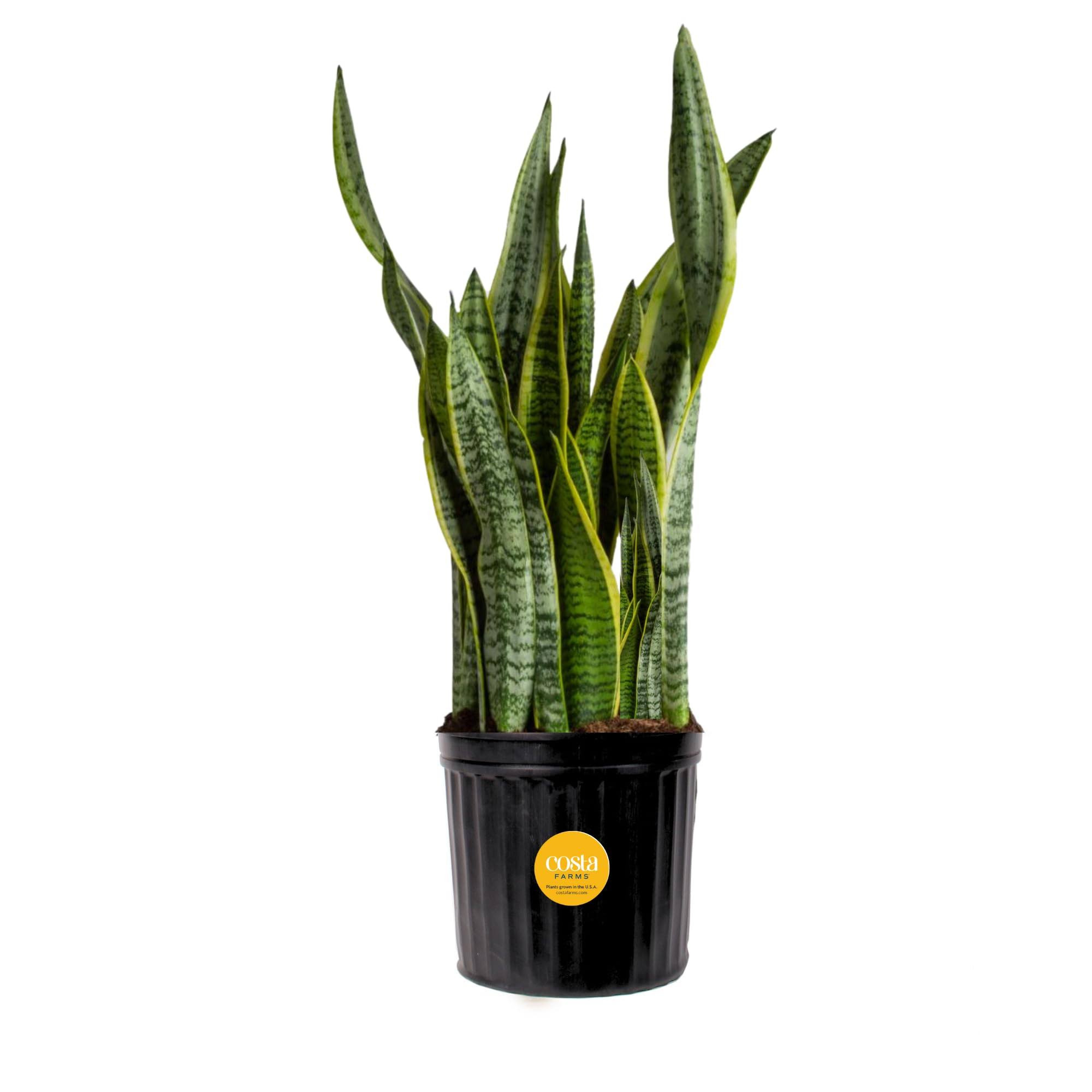 Costa Farms, Snake Live Indoor Plant, 2 to 3-Feet Tall, Sansevieria Zeylanica