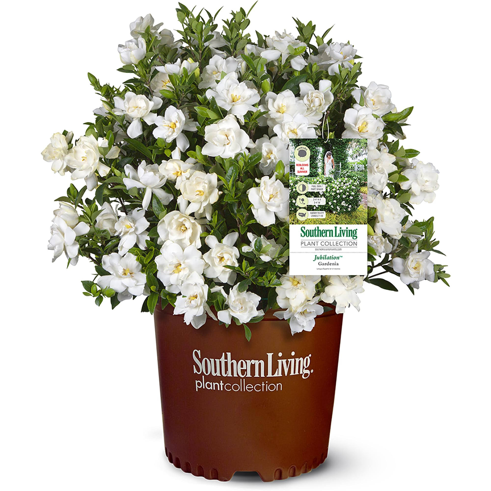 Southern Living 2 gal. Jubilation Gardenia Shrub
