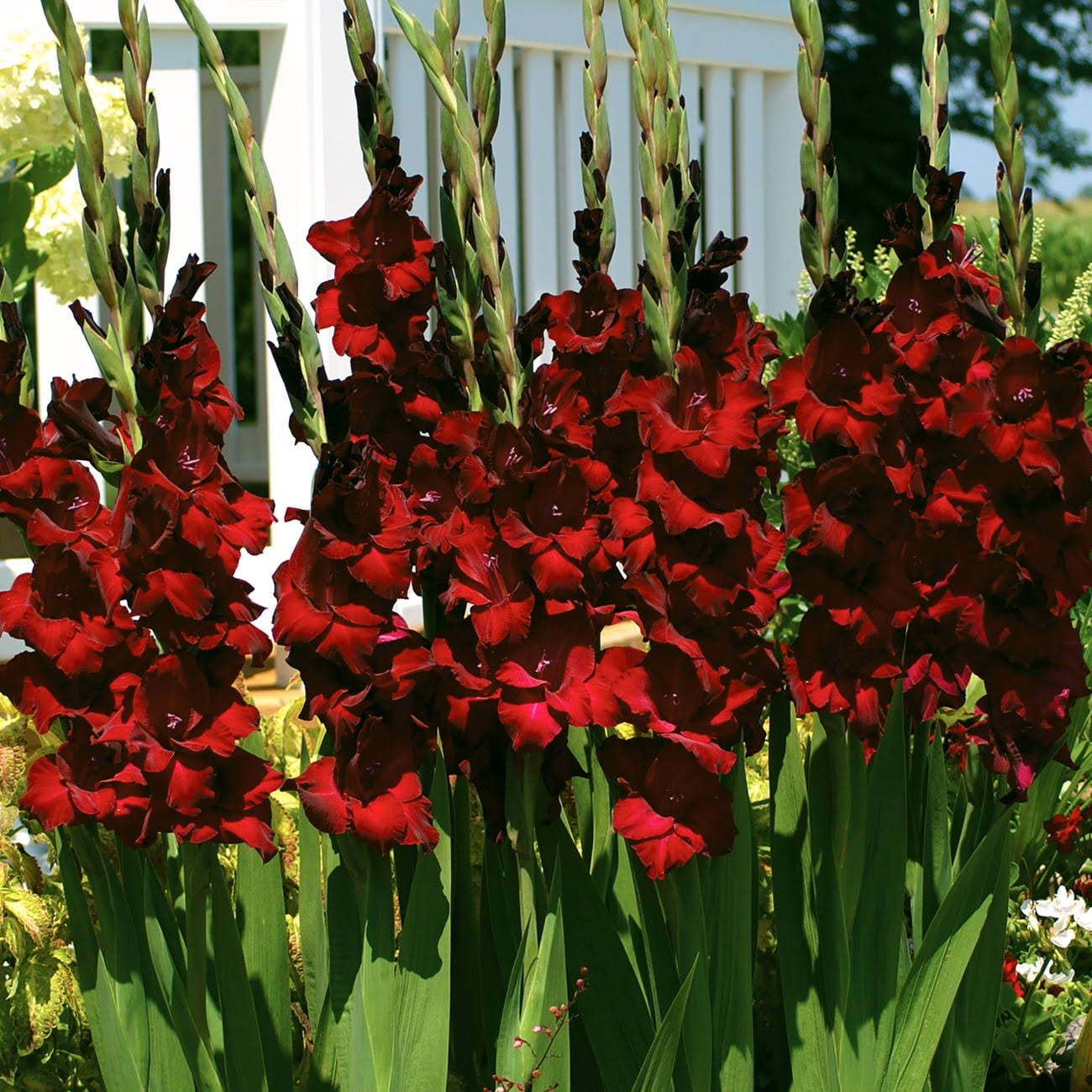 Van Zyverden Gladiolus at Night Dormant Flower Bulb Partial Sun; 3-6hrs Black