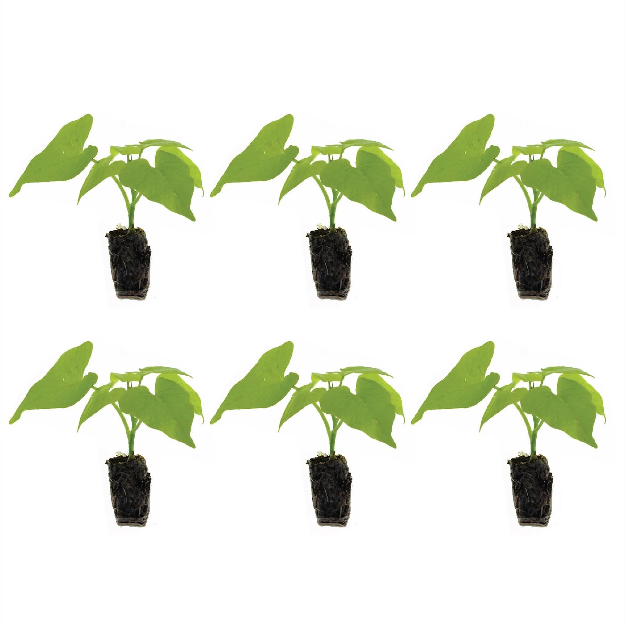 Ferry-Morse Plantlings Live Baby Plants 1-3in. Ipomoea Marguerite Sweet Potato Vine, 6-Pack