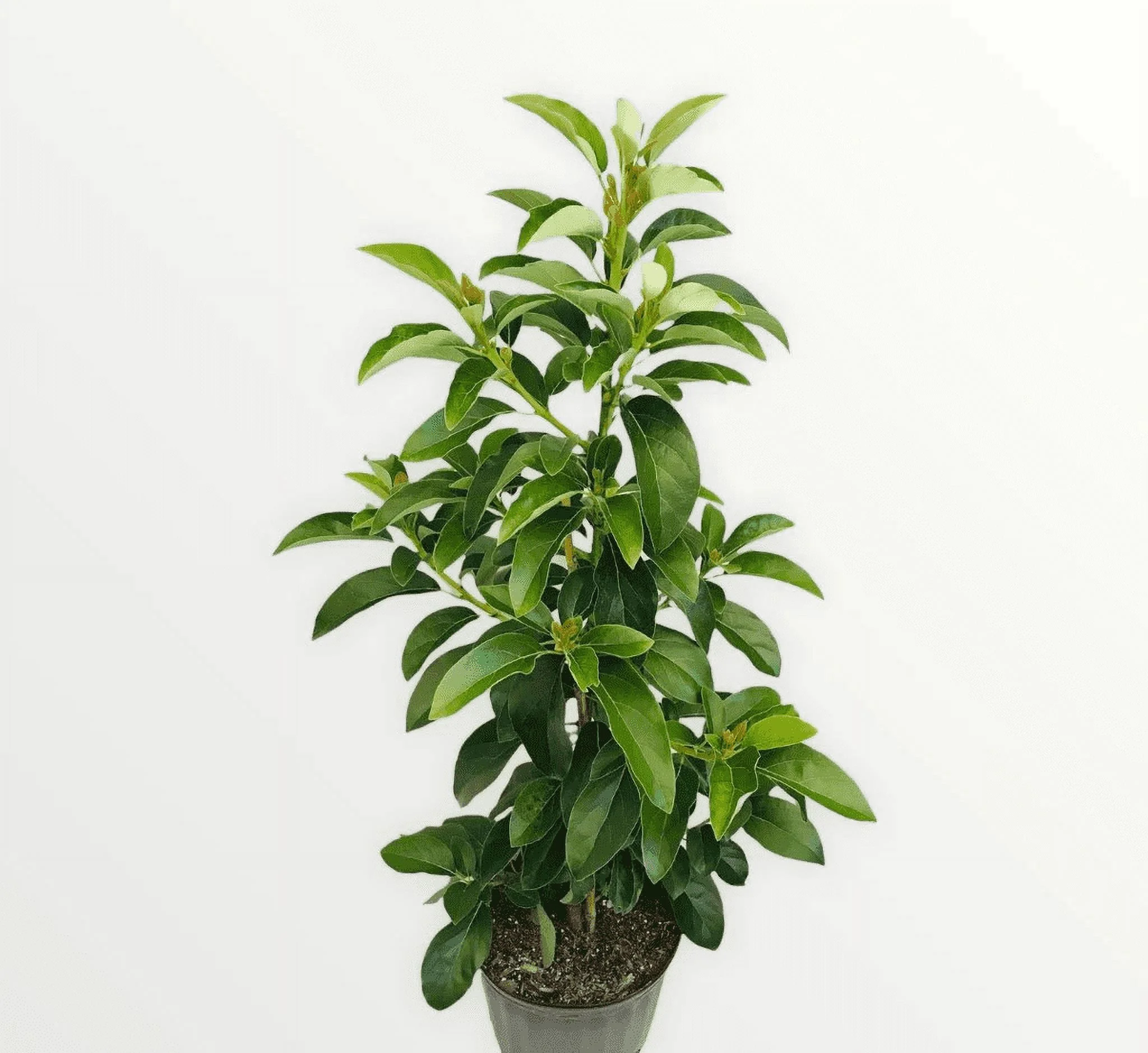 Grafted Mexicola Grande Avocado Tree 2-4FT tall, Cold Hardy. We ship TO ALL STATES - Image 2