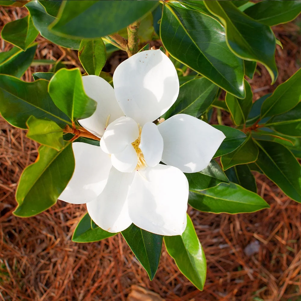 Little Gem Magnolia Tree, 3-4 ft. No Shipping To AZ,OR(3-4 ft.) - Image 3
