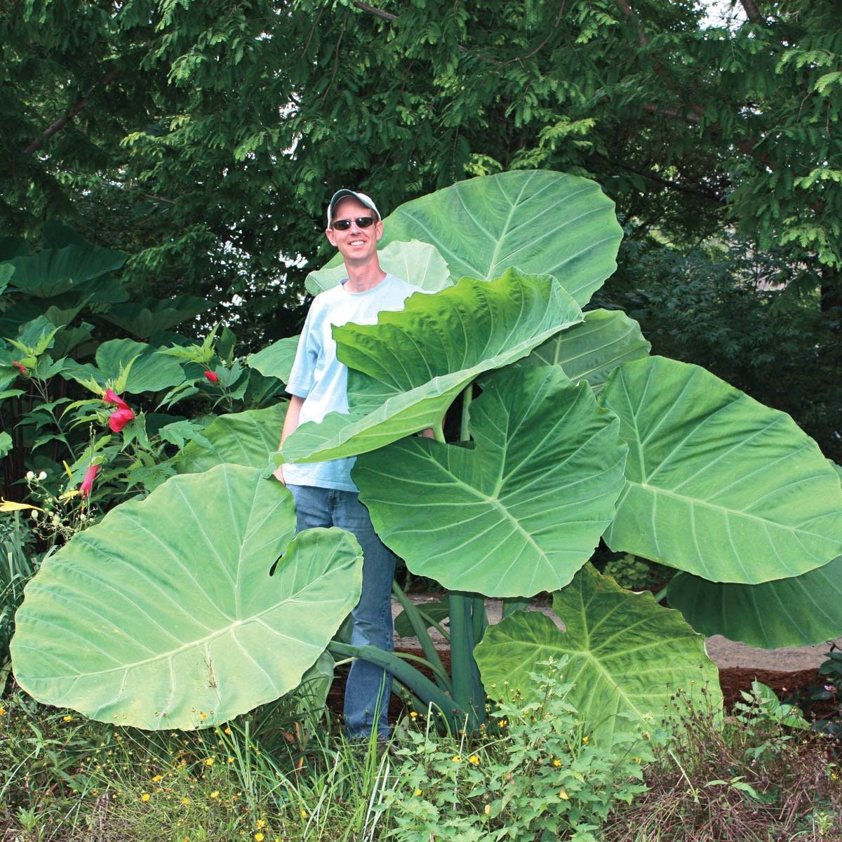 Breck's No Flowers Thailand Giant Elephant Ear Dormant Foliage Bulbs Bagged 3-Pack | 90296