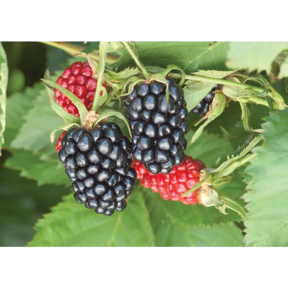 Gardens Alive! Blackberry Apache (Bareroot) 80920