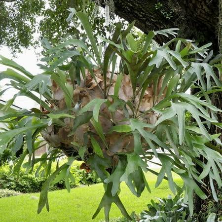 Staghorn Fern Netherlands Elkhorn Live Plant - Playtcerium bifurcatum - Wellspring Gardens Starter Plant, Size: 3-8�� Tall, Beige