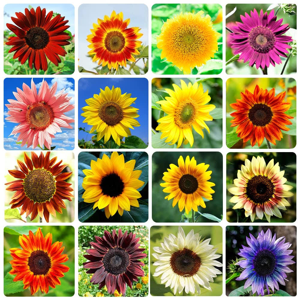 Ficoszo 1000+ Sunflower Seeds for Planting Heirloom Non-GMO, Bulk Package of 15 Varieties Mix Seeds, Individually Packaged, Attracts Pollinators