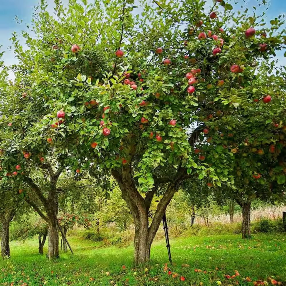Expert Gardener 3 - 4 Ft. Tall Melrosé Apple Live Tree in 7 - Gallon Grower Pot