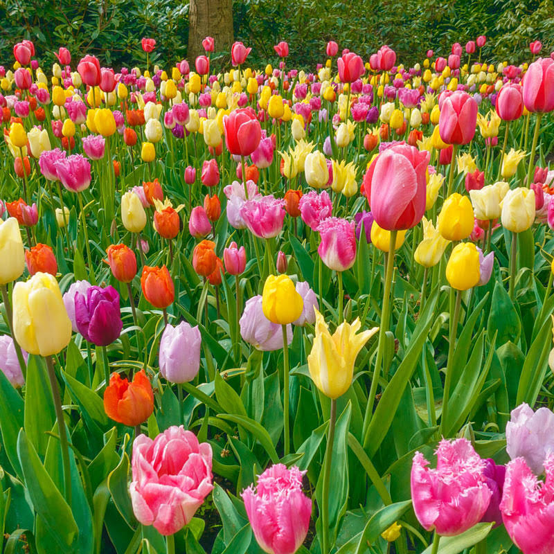 All Spring Tulip Mix - 100