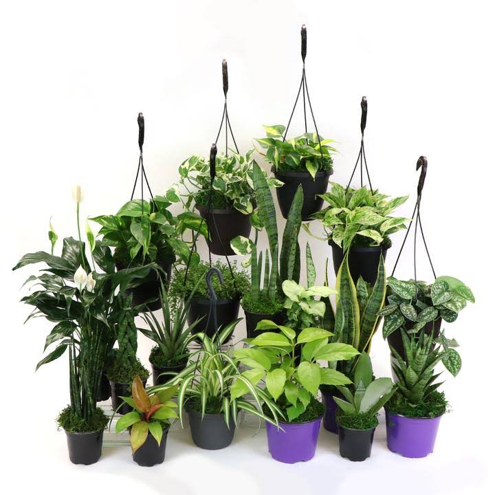 House Plant BUNDLE-LOW.LIGHT-4IN Low Light Plant Bundle (4 Plants Included)