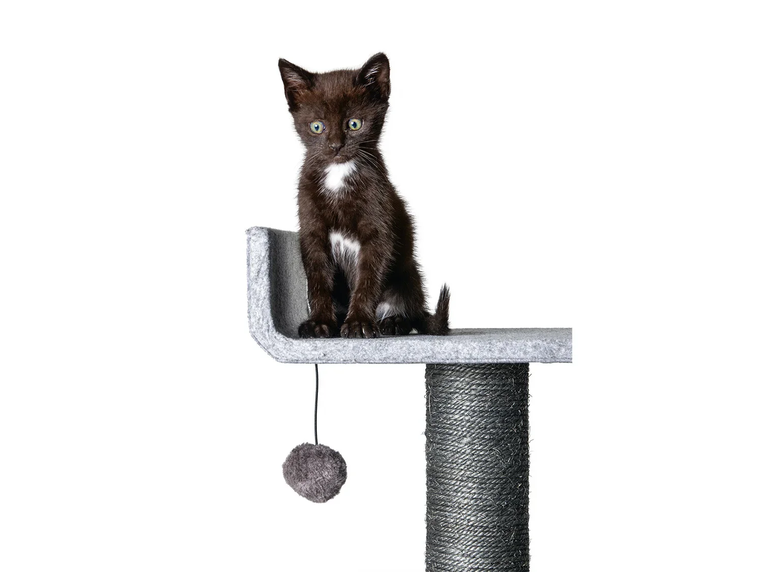 Karlie Arbre  chat, gris