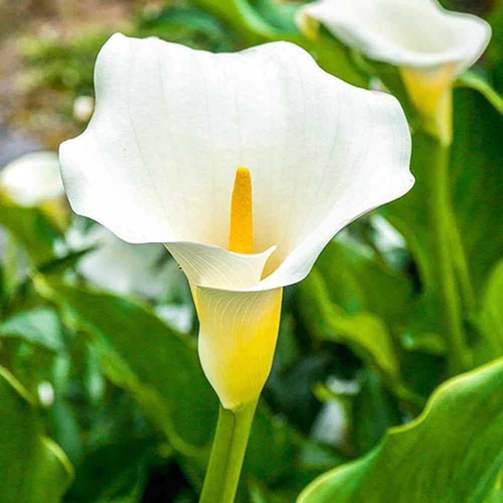 Gardens Alive! 1-Pack White Giant Calla Lily Bulbs | 62457