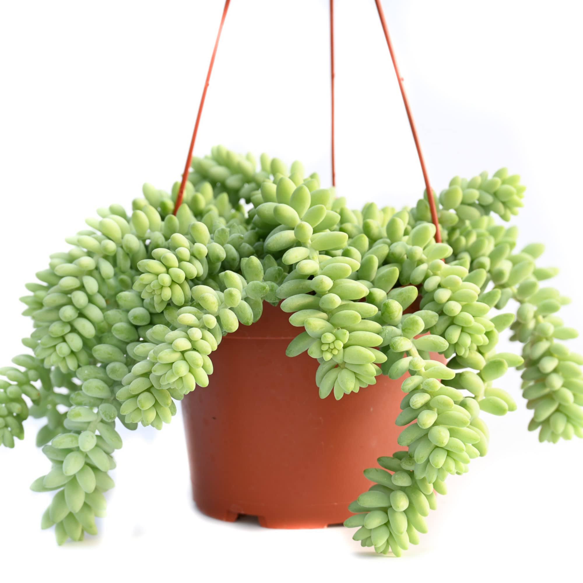 Live Hanging Succulent Plants ÿ Vining Succulent Collection- Fully Rooted Large 6-Inch Hanging Succulent (String of Pearls) (Hanging Burro's Tail)