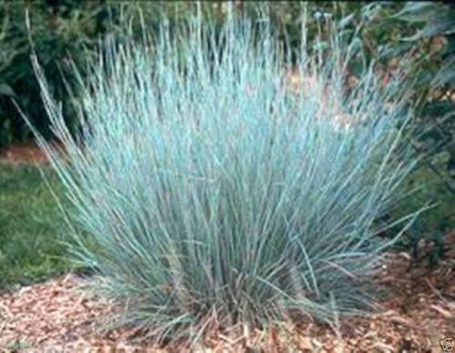 500 Little Bluestem Ornamental Grass Seeds, Schizachyrium Scoparium