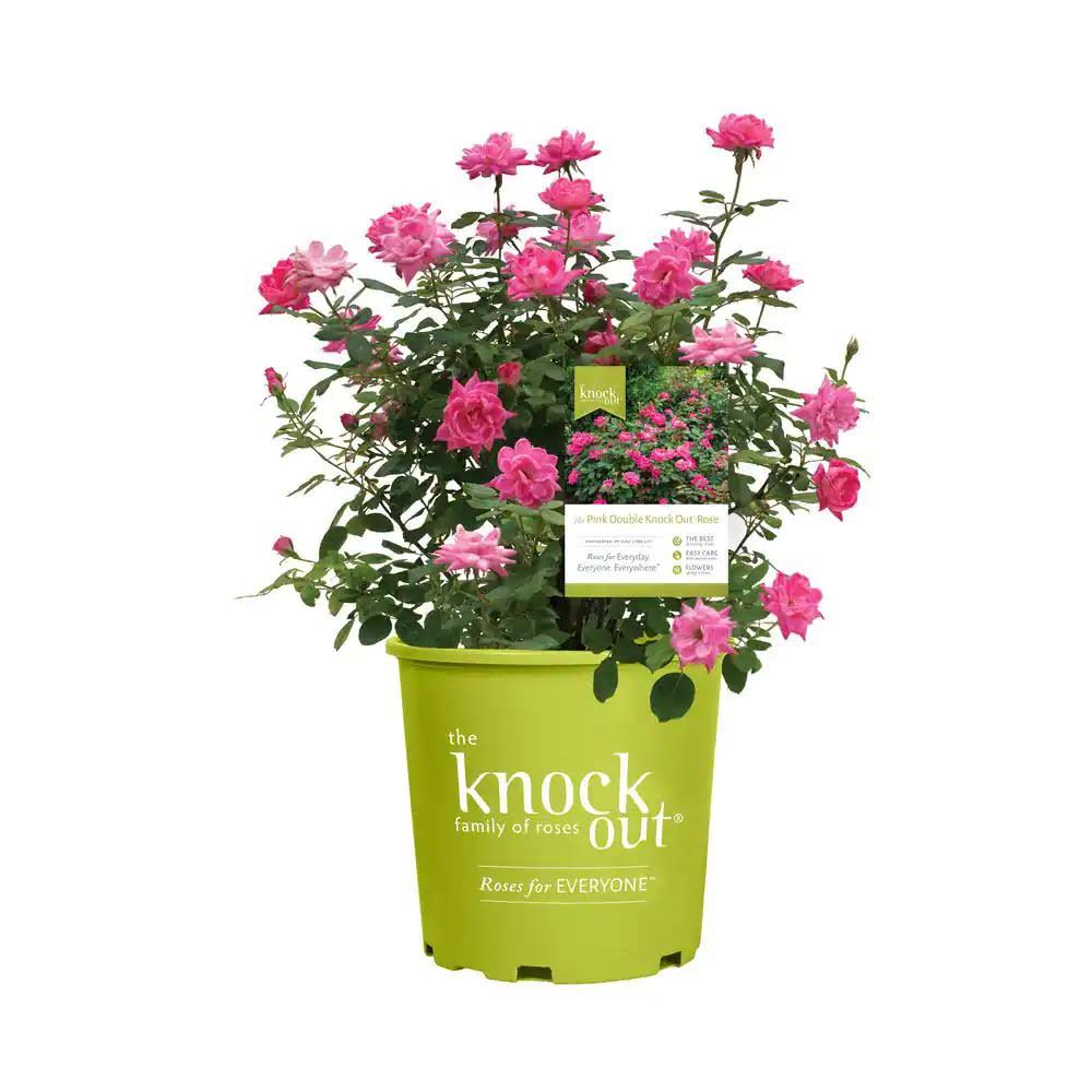 2 gal. Pink Double Knock Out Live Rose Bush with Pink Flowers