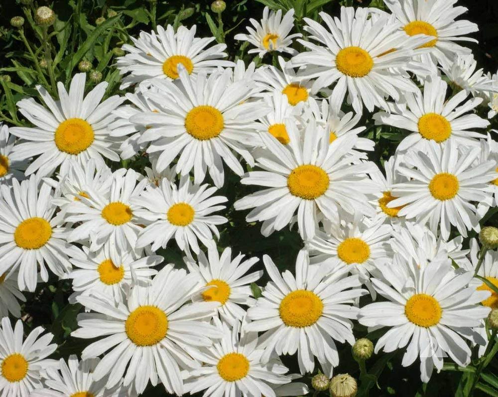Seeds2Go Shasta Daisy Seeds Perennial Flower 5000 Seeds