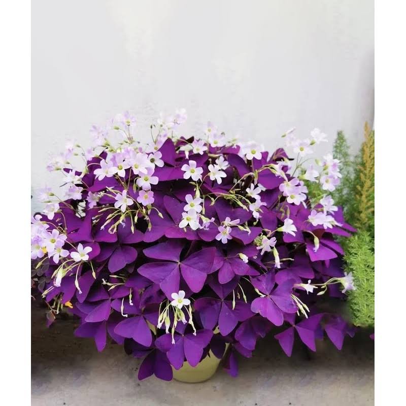 VGENKD 12pcs Purple Shamrocks Bulbs Good Luck Plant, Purple Oxalis Bulbs for Planting Grows Indoor or Outdoor, Oxalis Triangularis Bulbs The Novice
