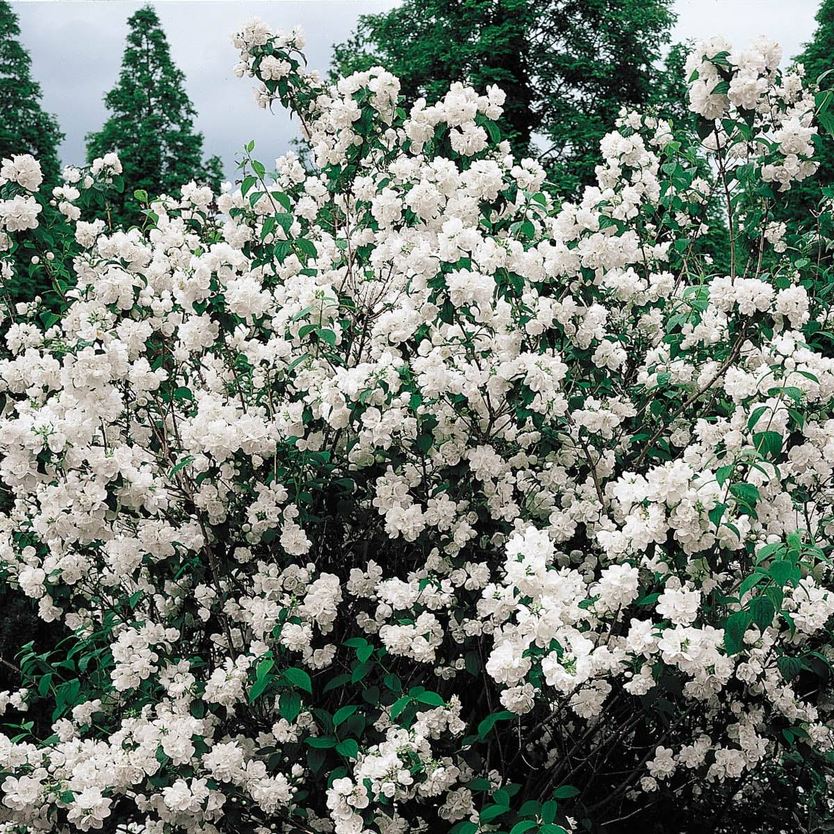 Spring Hill Nurseries Double White Mock Orange Flowering Shrub Bare Root | 06417